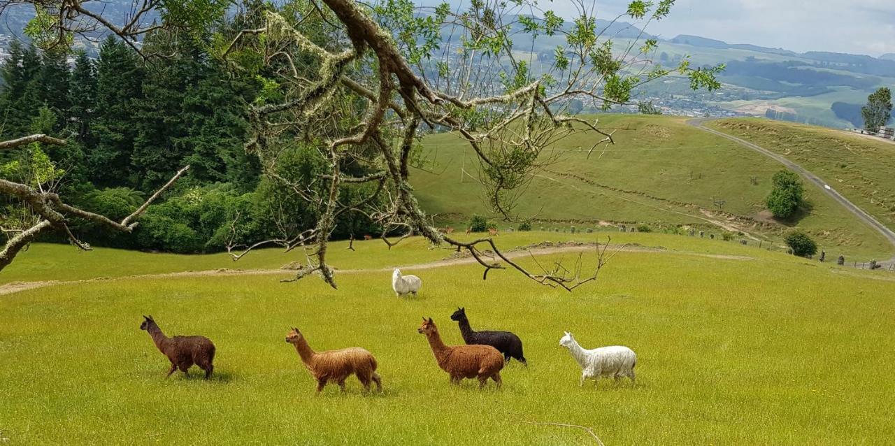 Aorangi Mountain Lodge โรโตรัว ภายนอก รูปภาพ